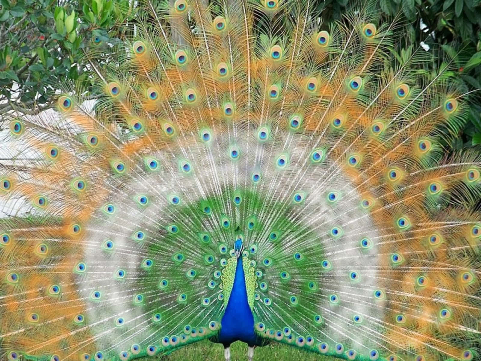 A Bright and Colorful Peacock Bird Gazing Proudly