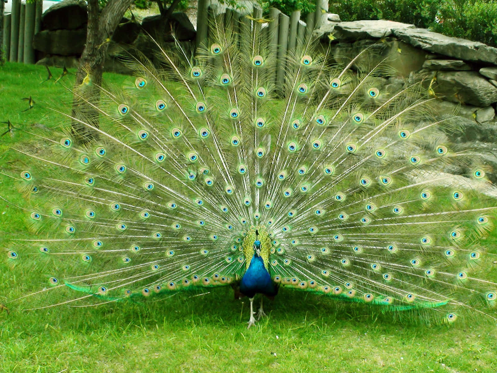 Majestic Peacock Bird Spreading Its Feathers