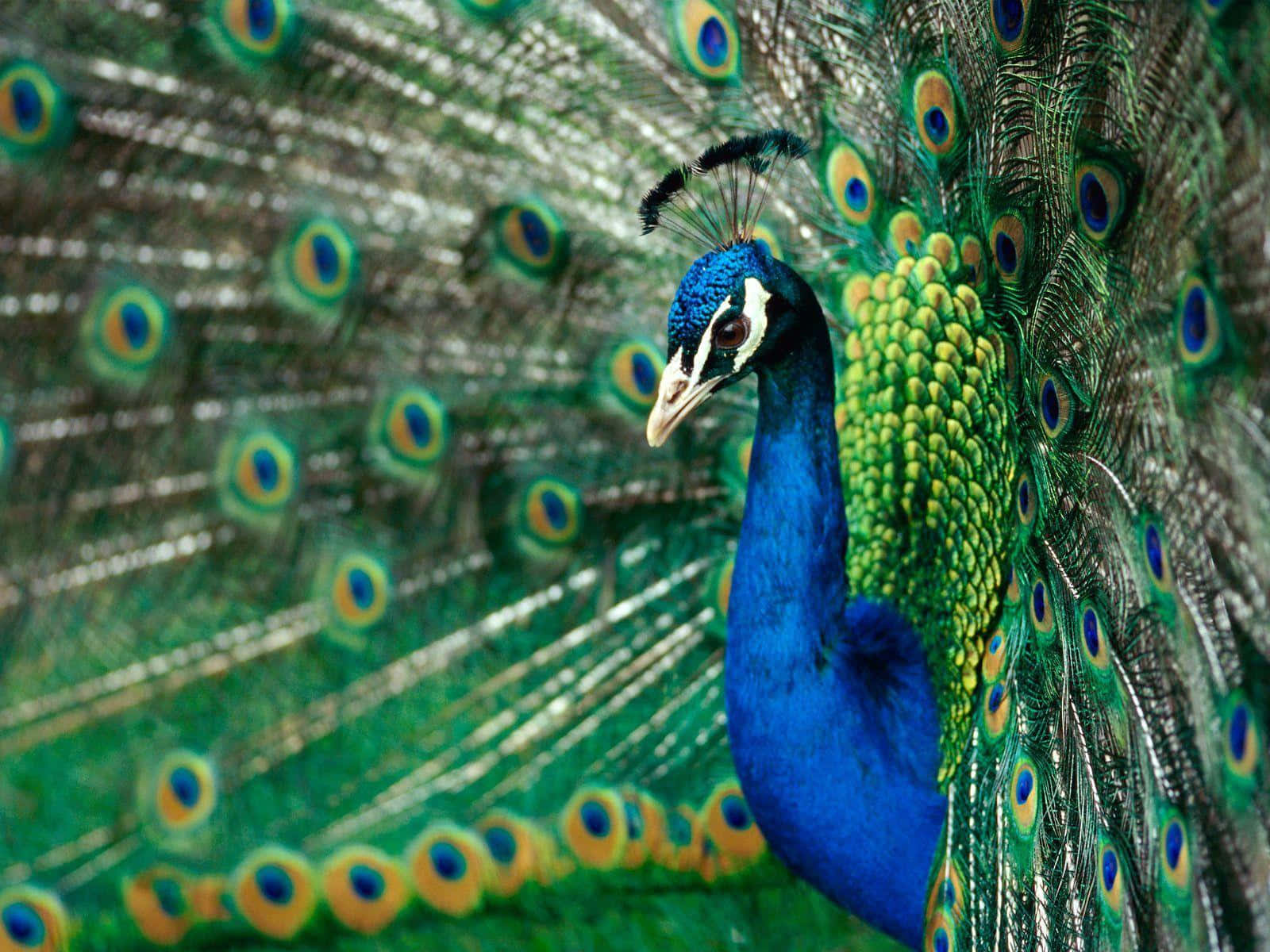A magnificent peacock bird displaying its colorful feathers
