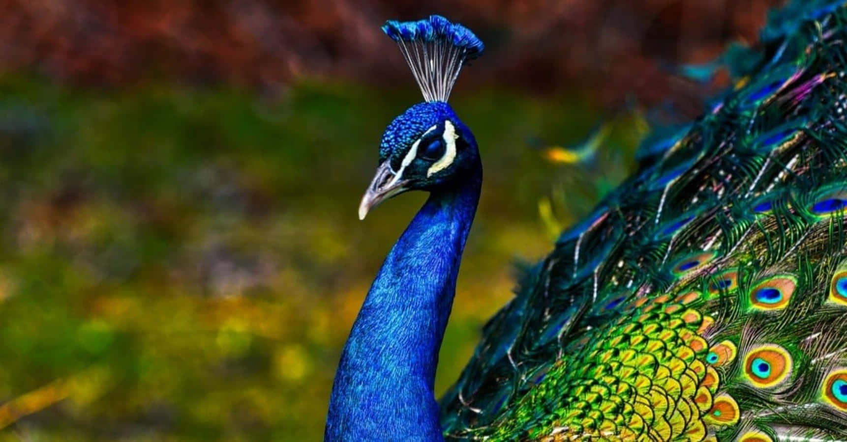 A Peacock Bird turns its majestic plumage