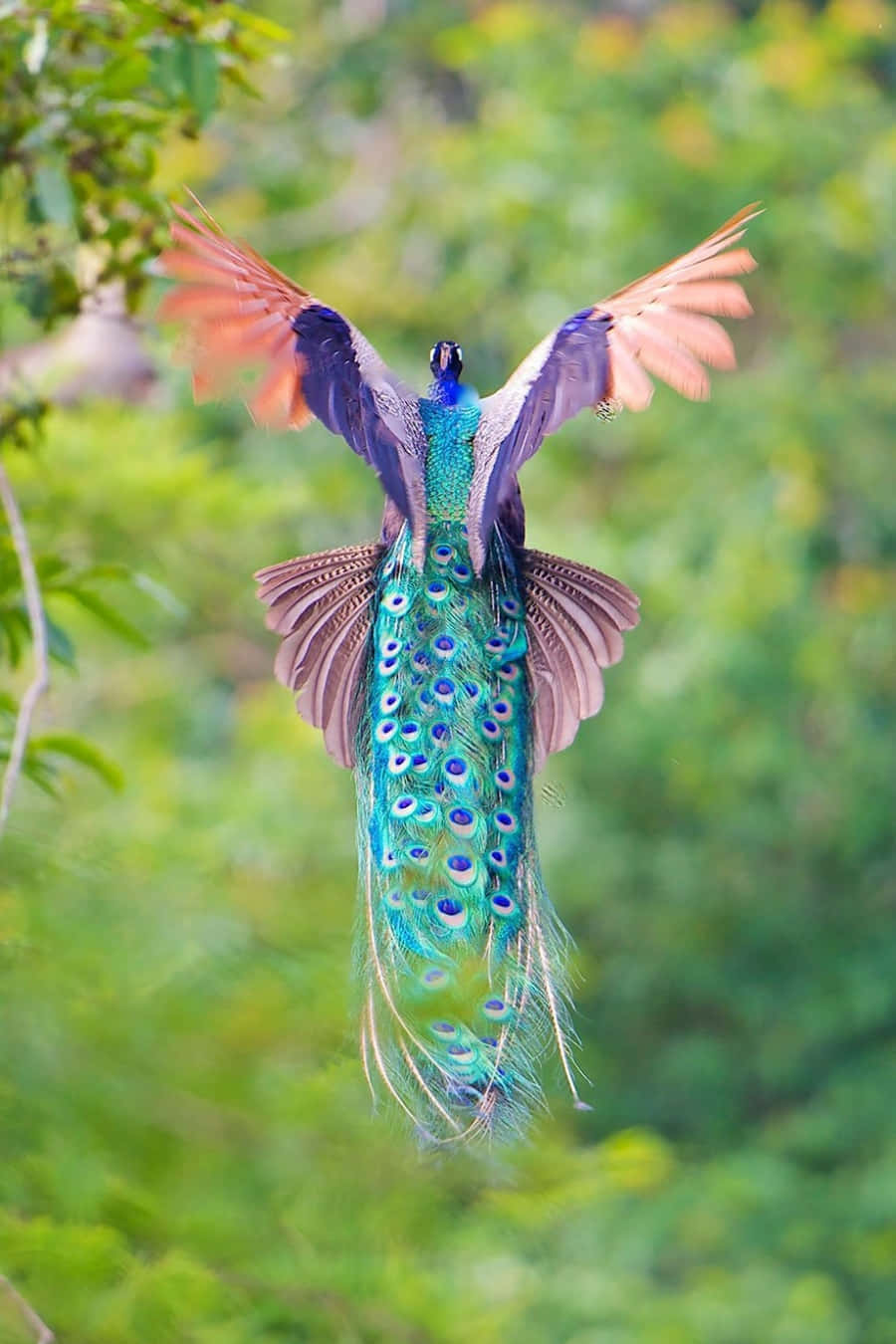 The brilliant colors of a peacock bird