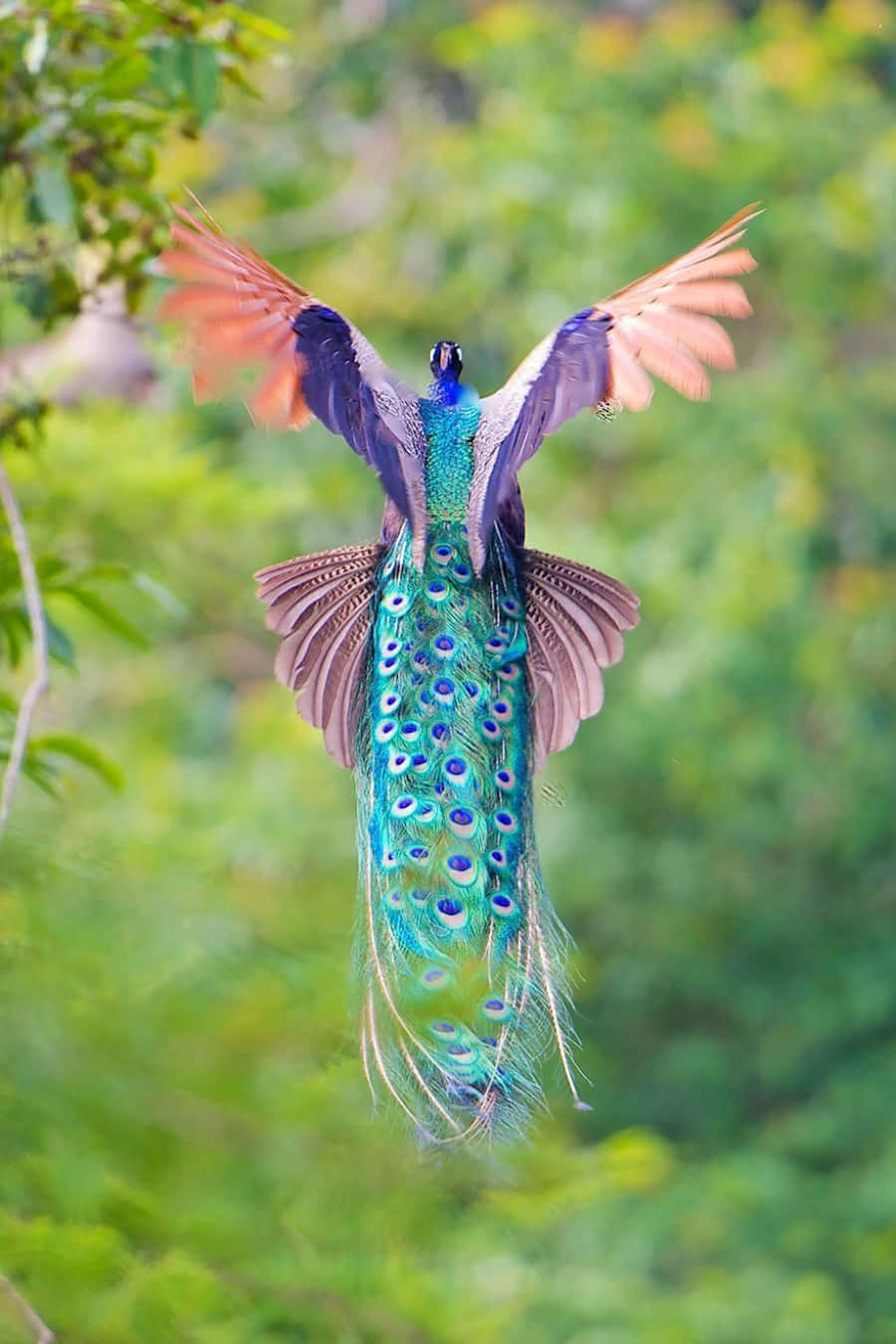 Losbrillantes Colores De Un Ave Pavo Real