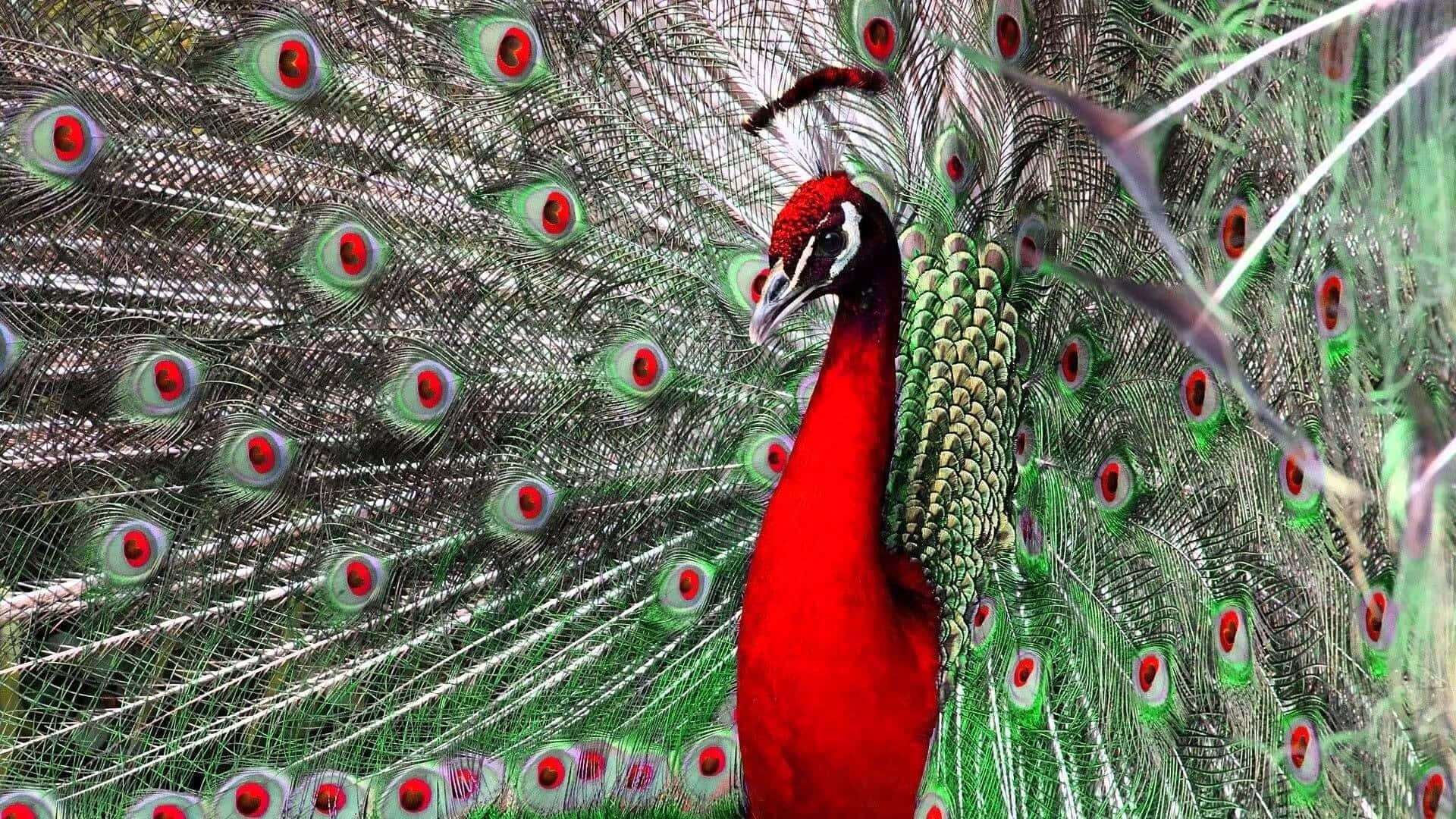 A Peacock With Red Feathers