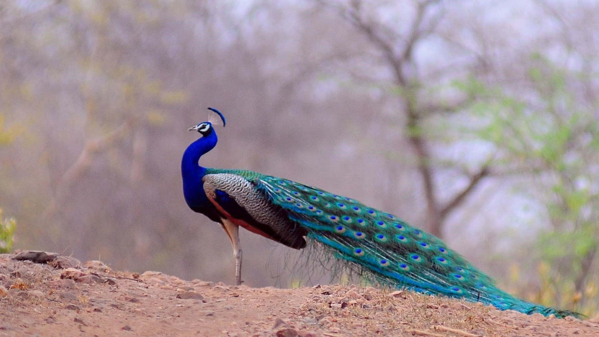 Peacock Standing On A Dirt Field