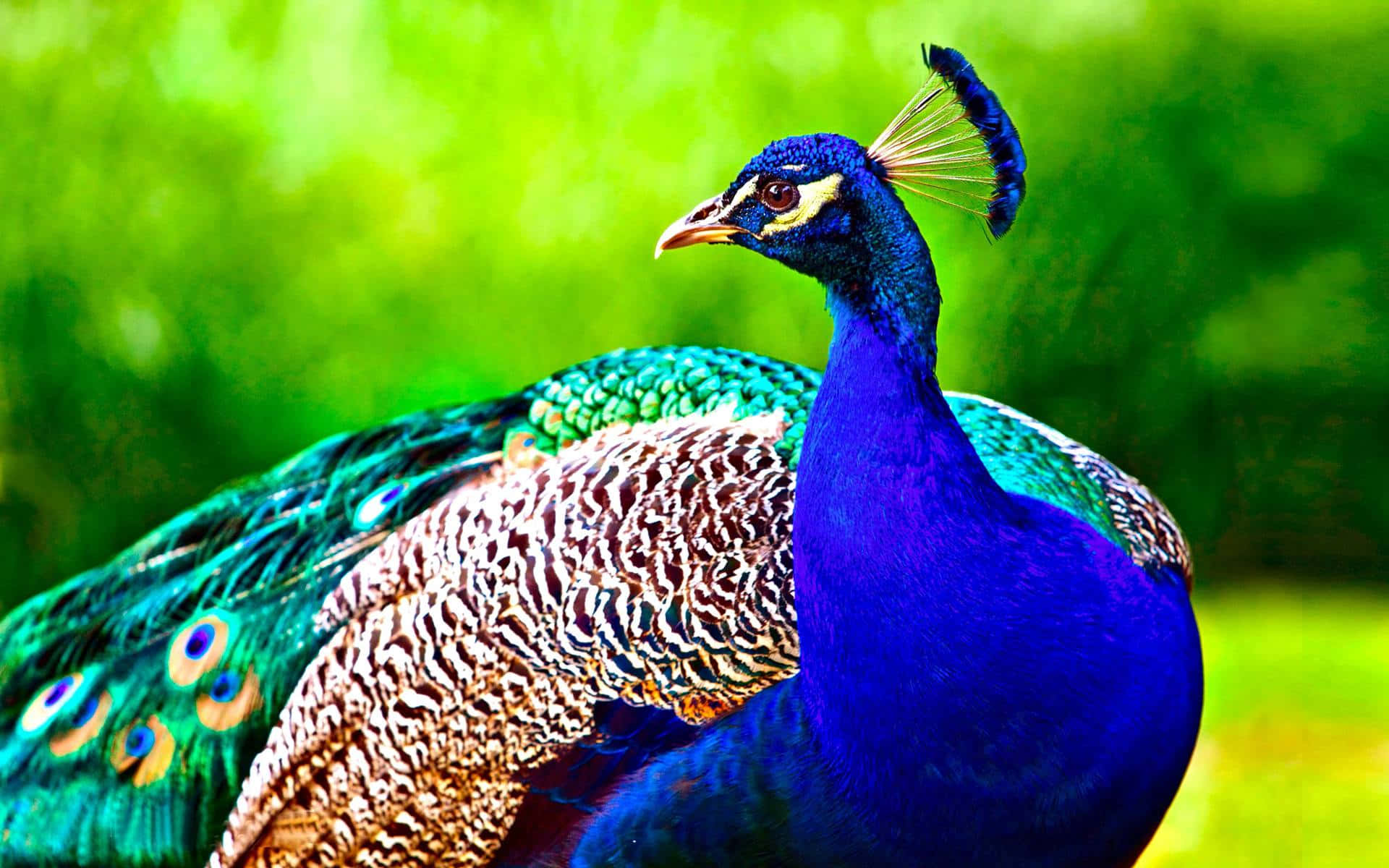 Peacock, blue, bird, paun, nature, orange, pasari HD wallpaper | Pxfuel
