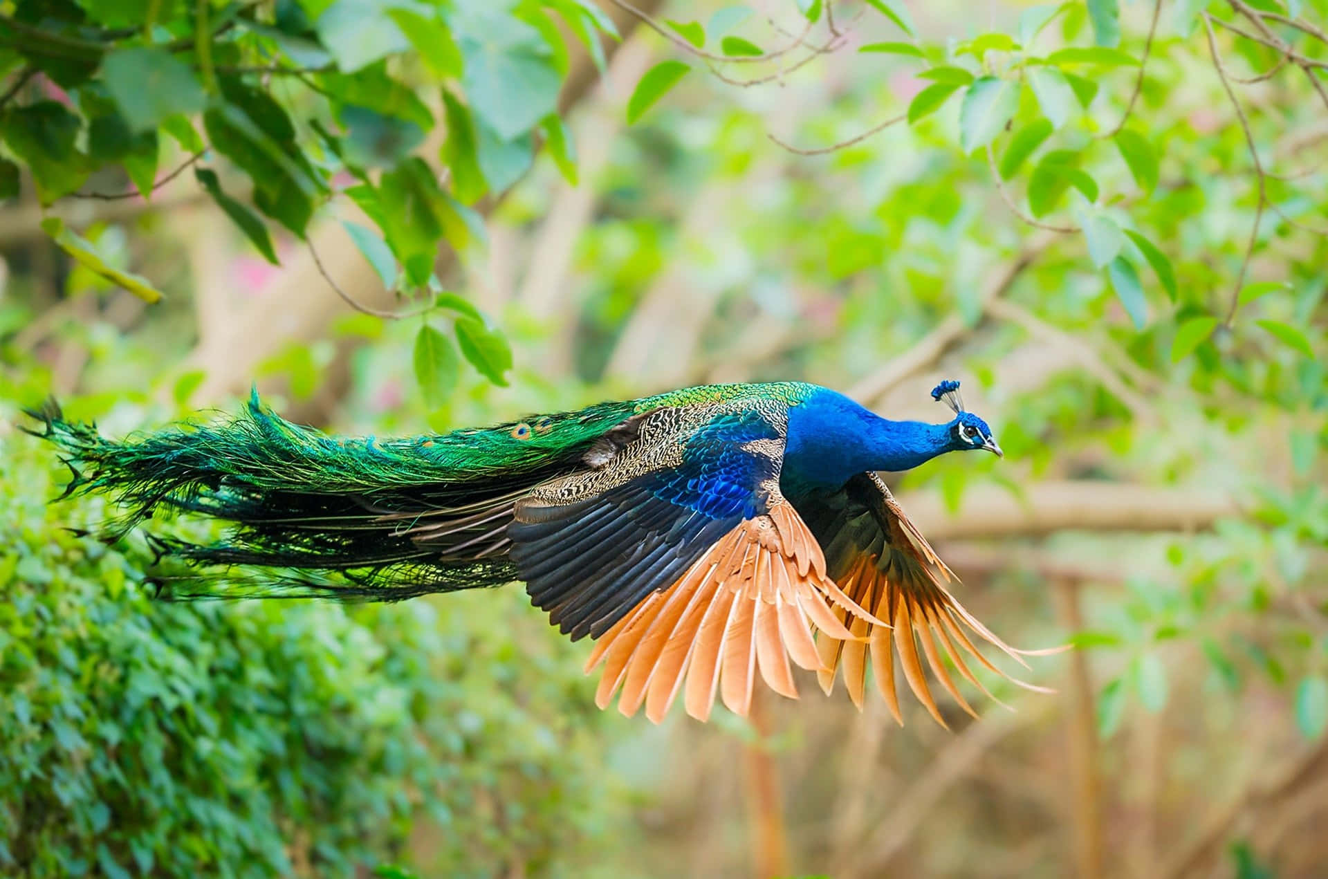 A Majestic Peacock Bird
