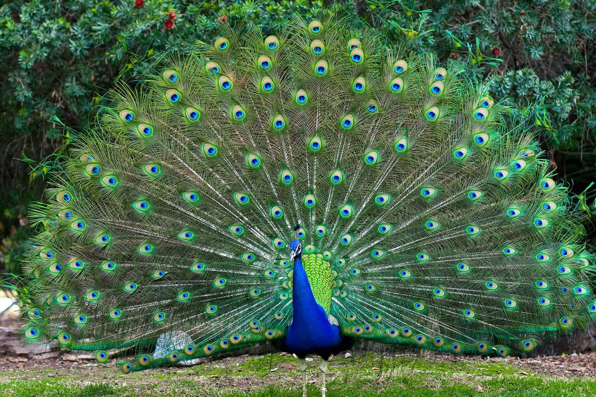 "Beautiful Feathers of the Majestic Peacock"