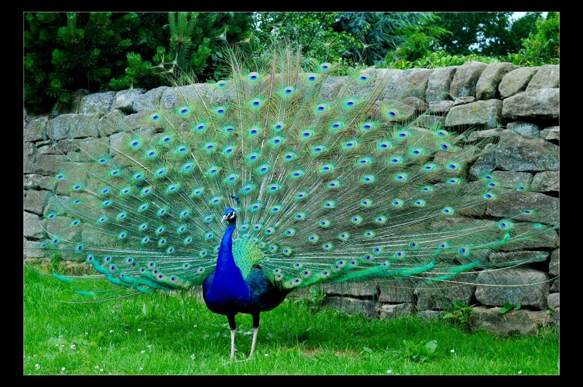 Brilliant and beautiful peacock bird