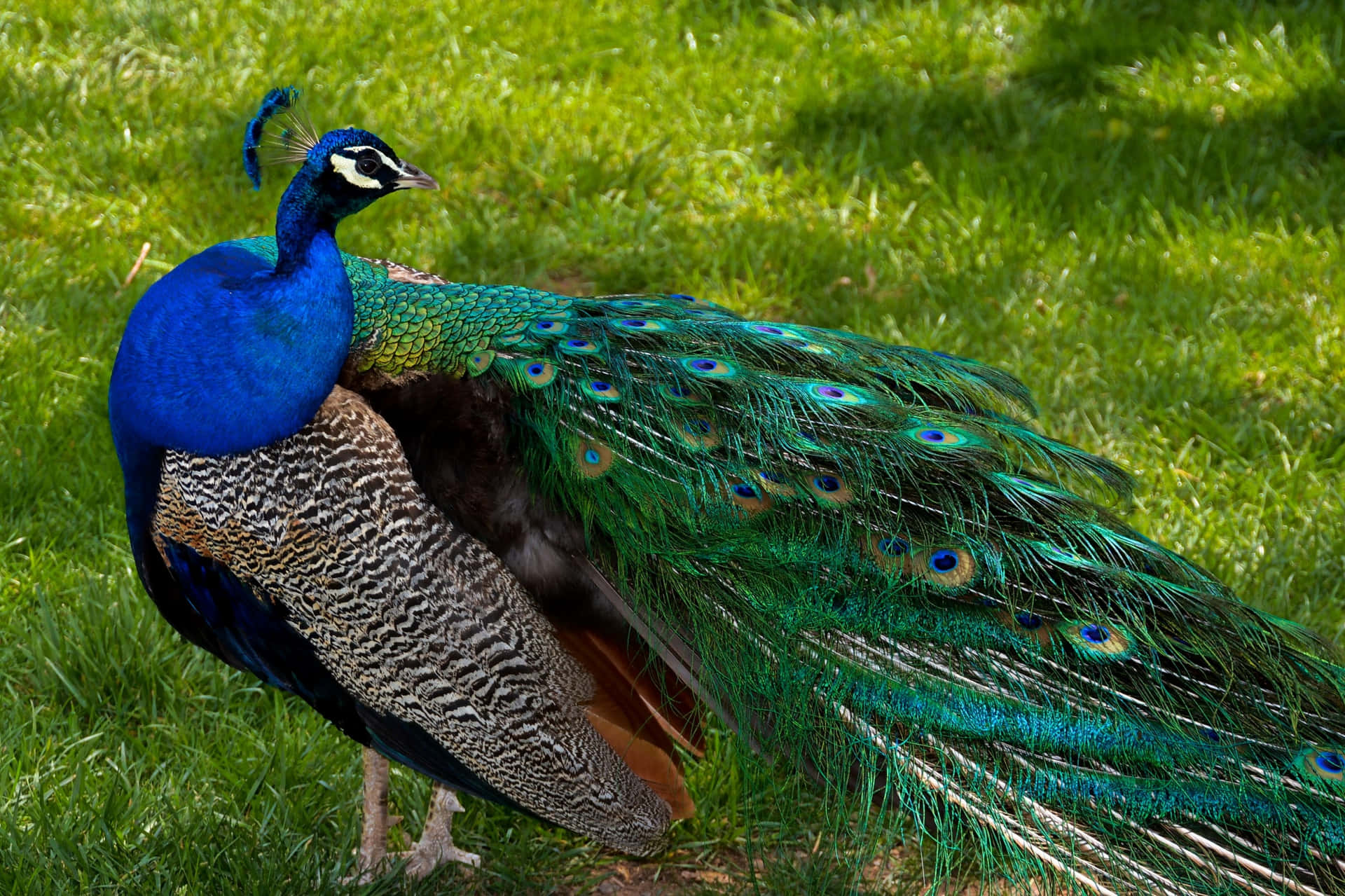 Marvelous Plumage of a Peacock Bird