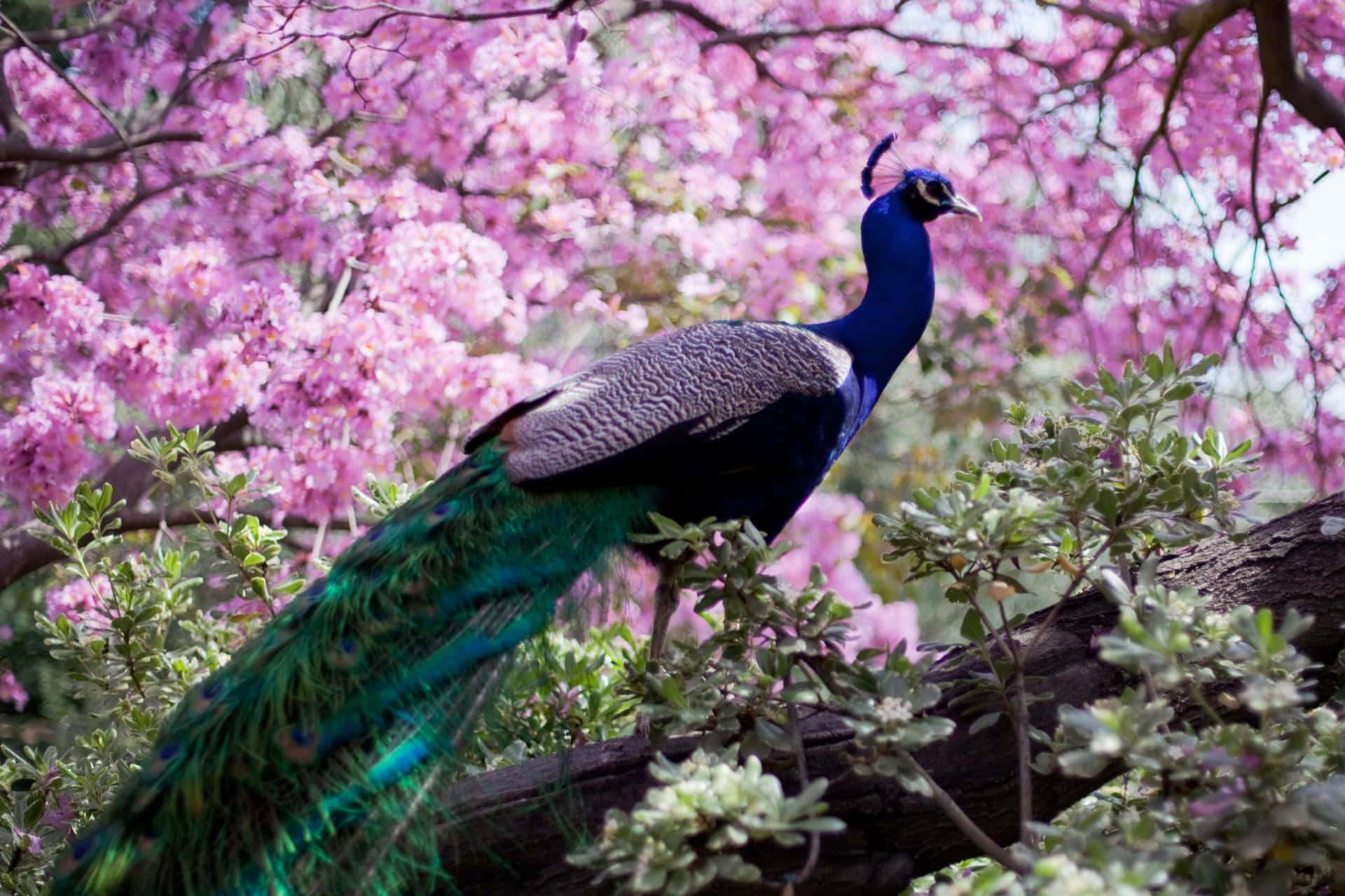 Unmajestuoso Pájaro Pavo Real Despliega Sus Plumas Únicas Y Coloridas.