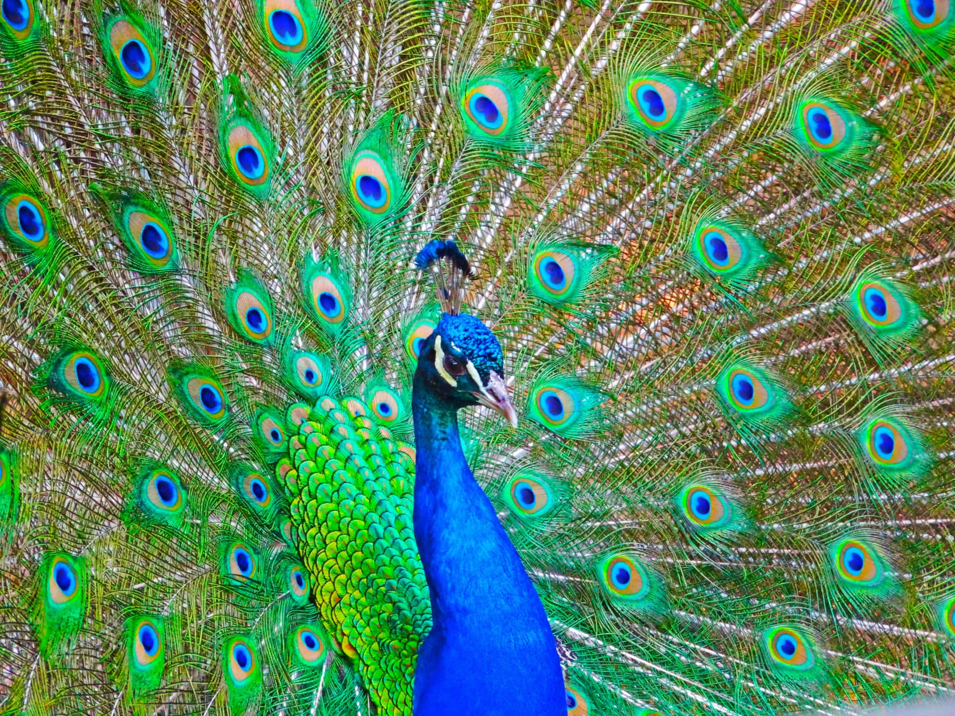 Colorful beauty of a Peacock!