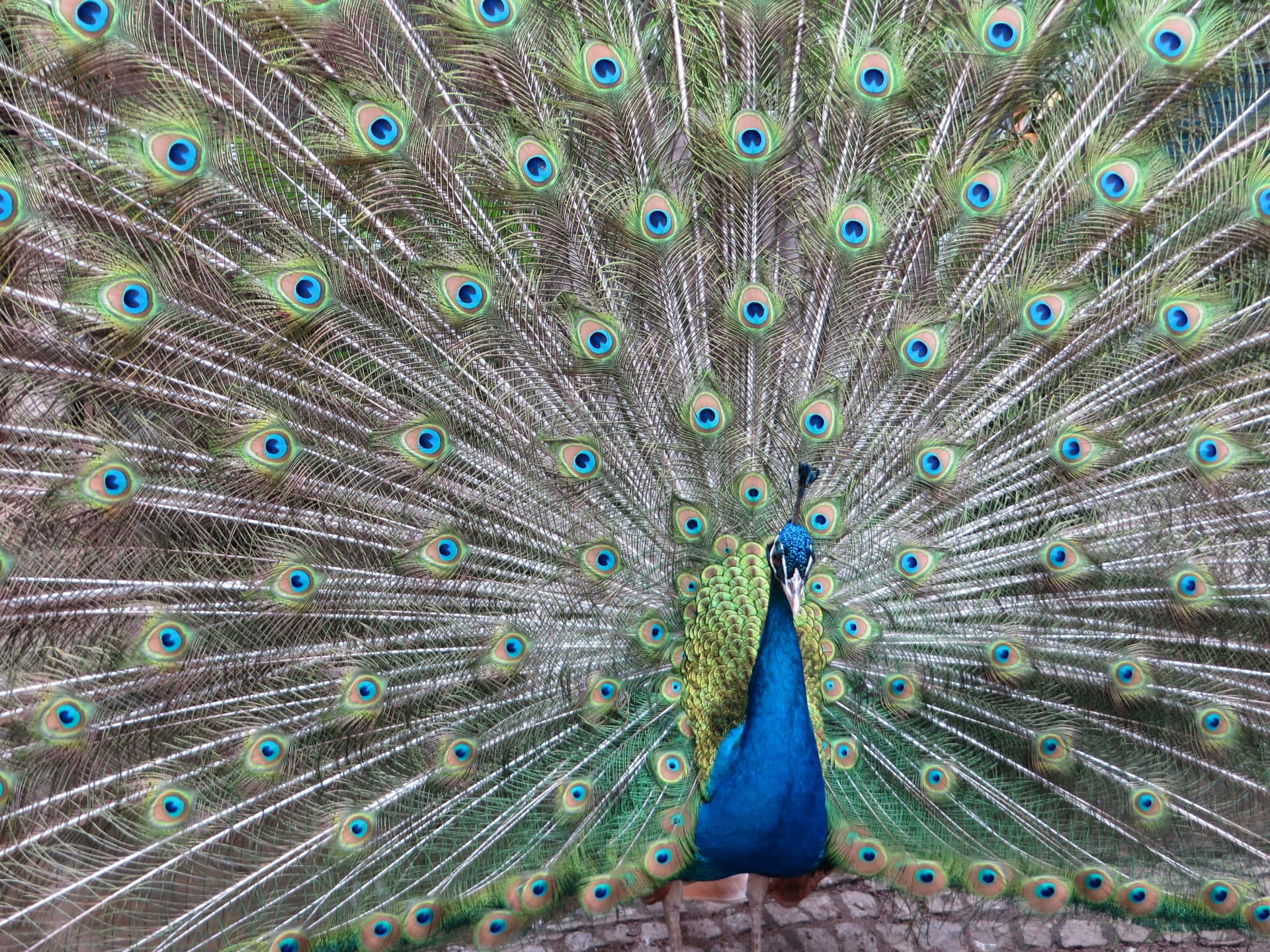 A proud peacock shows off its multicolored feathers.