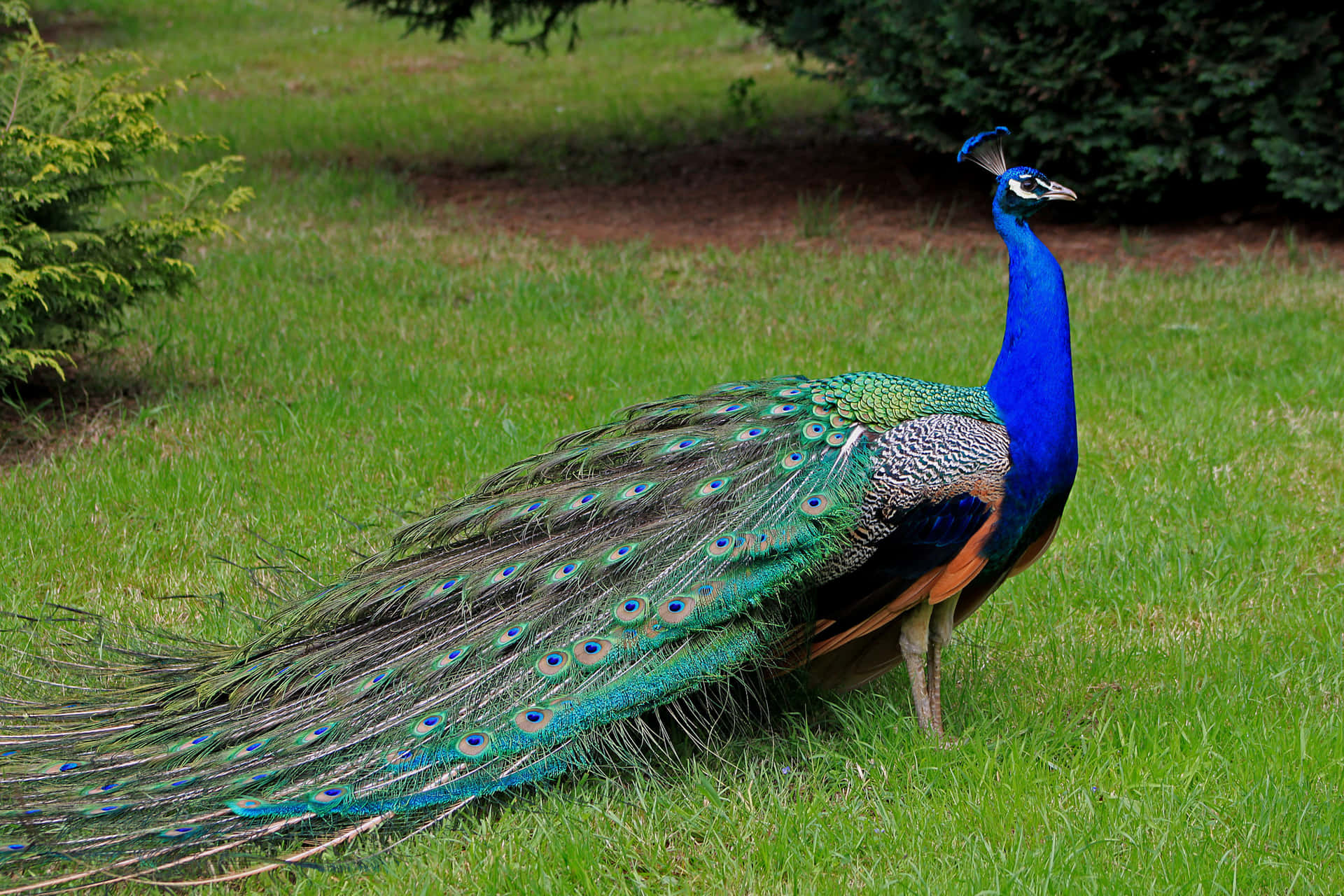 The dazzling beauty of a peacock bird