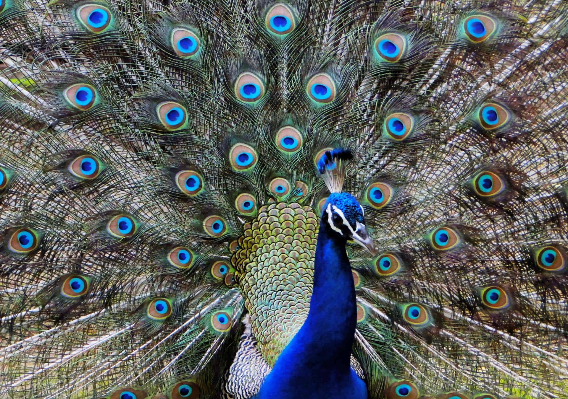 A Peacock With Its Feathers Spread Out