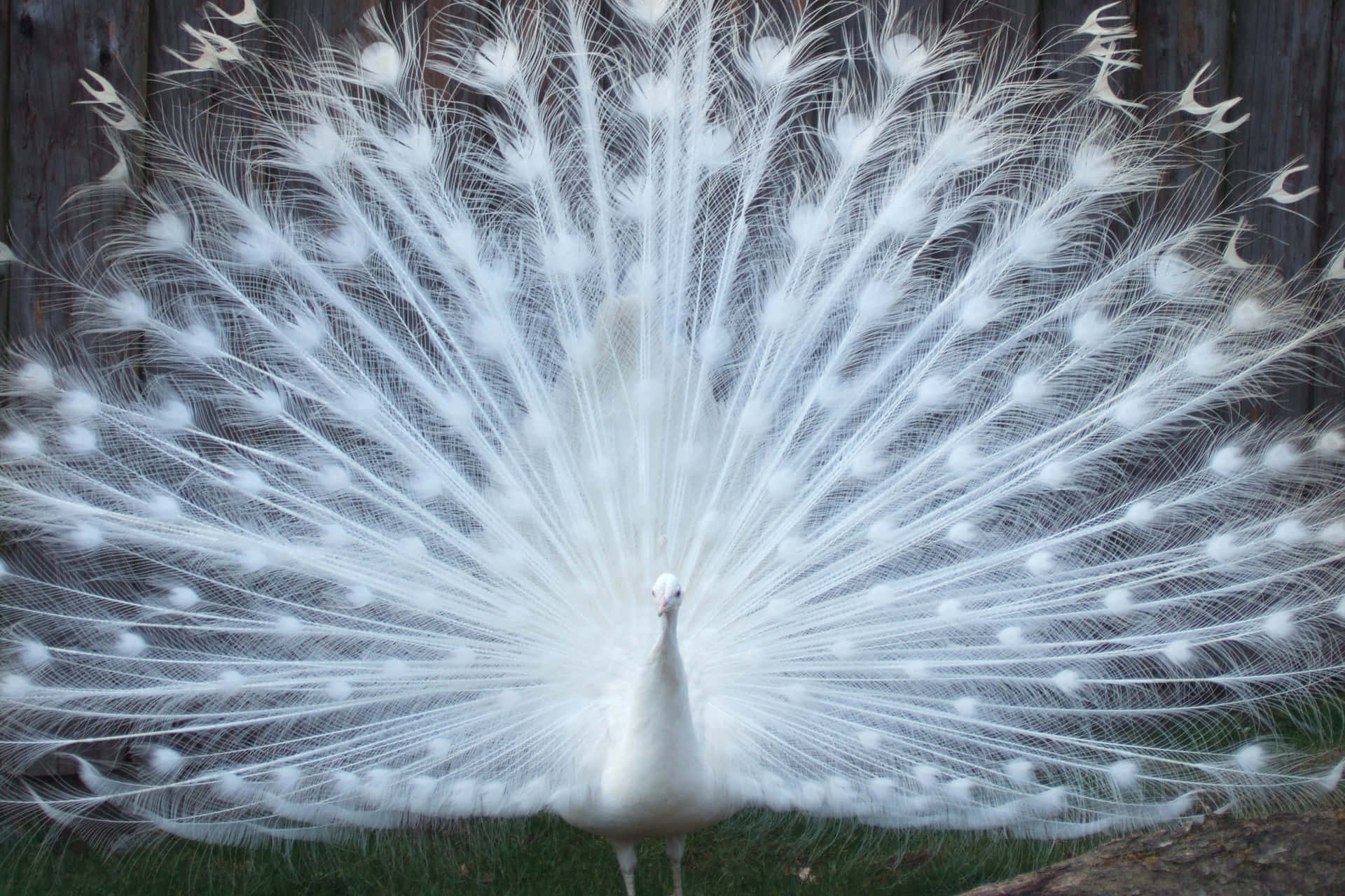 A Peacock Bird Posing