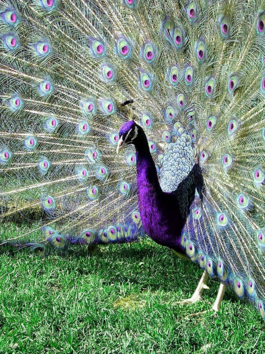 Colorful Peacock Bird Spreads His Tail