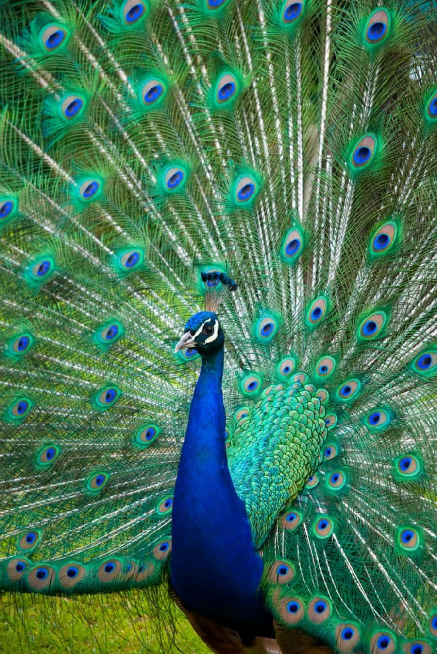 Elegantly Beautiful Peacock Bird