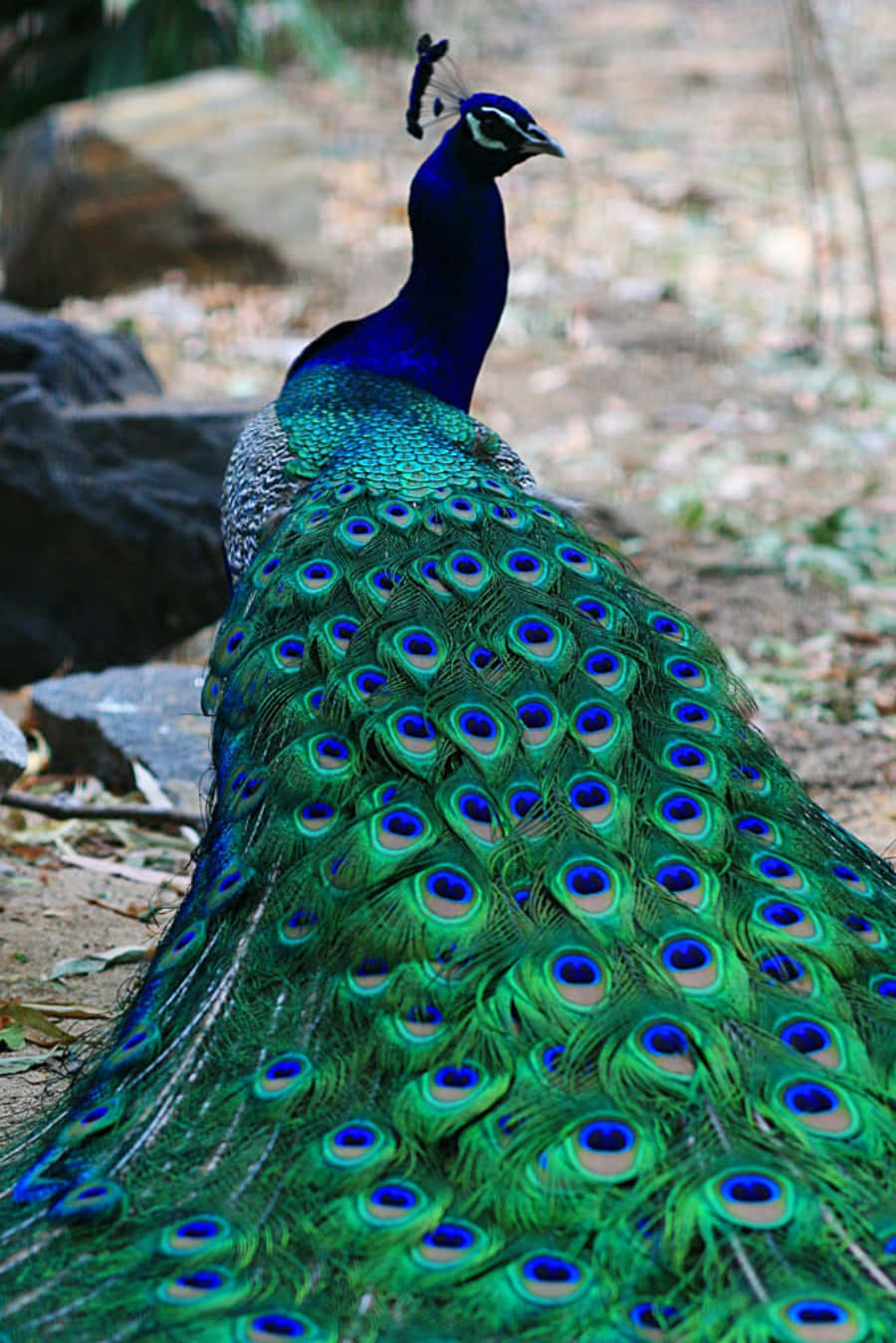 A Peacock With Feathers