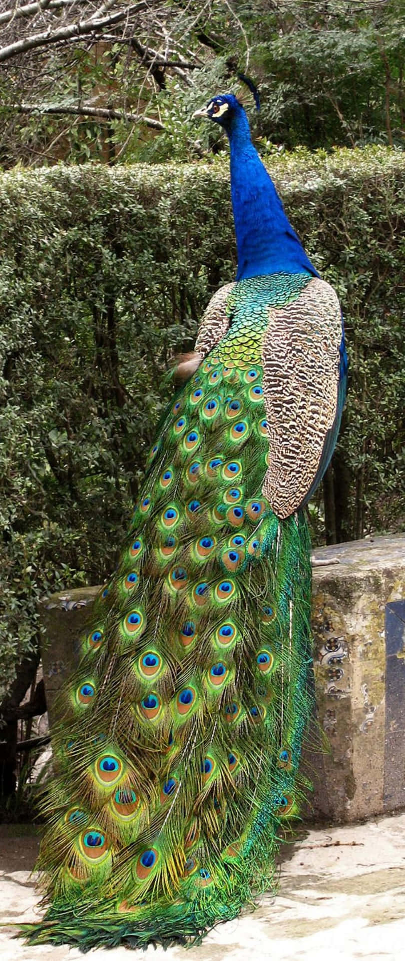 A Peacock With Its Tail Out