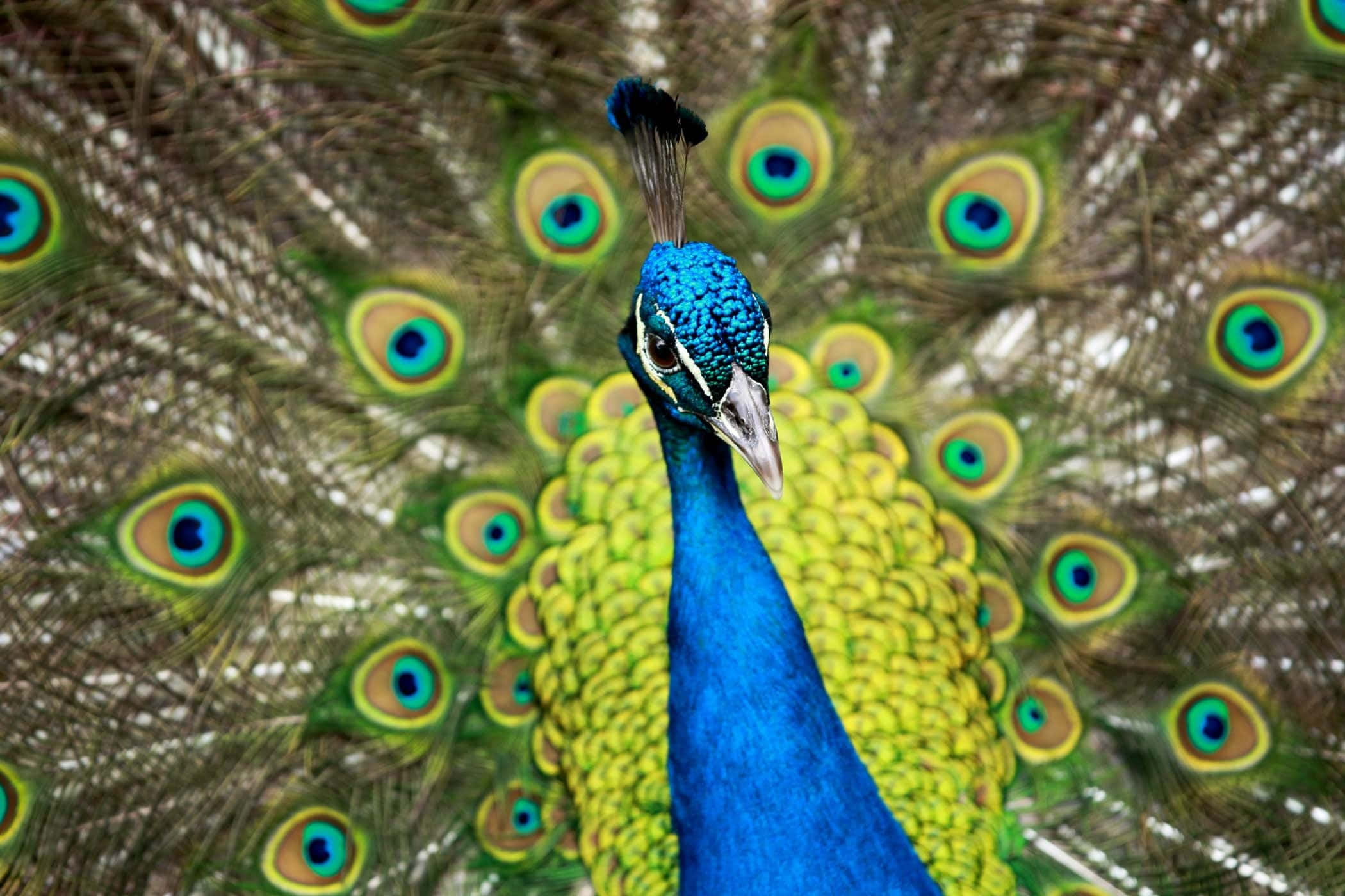 A vibrant peacock peers out from its feathers.