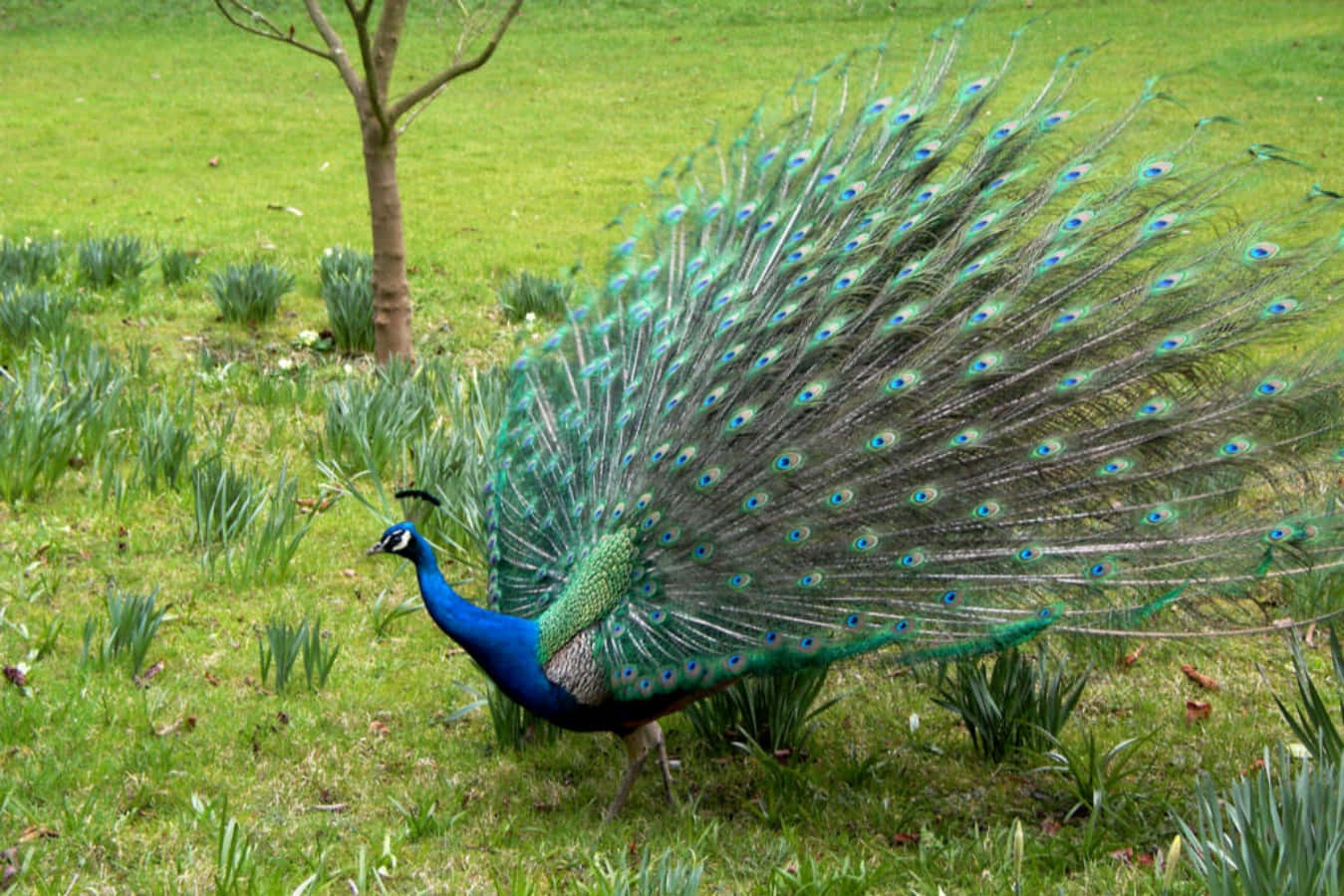 The Majestic Blue Peacock