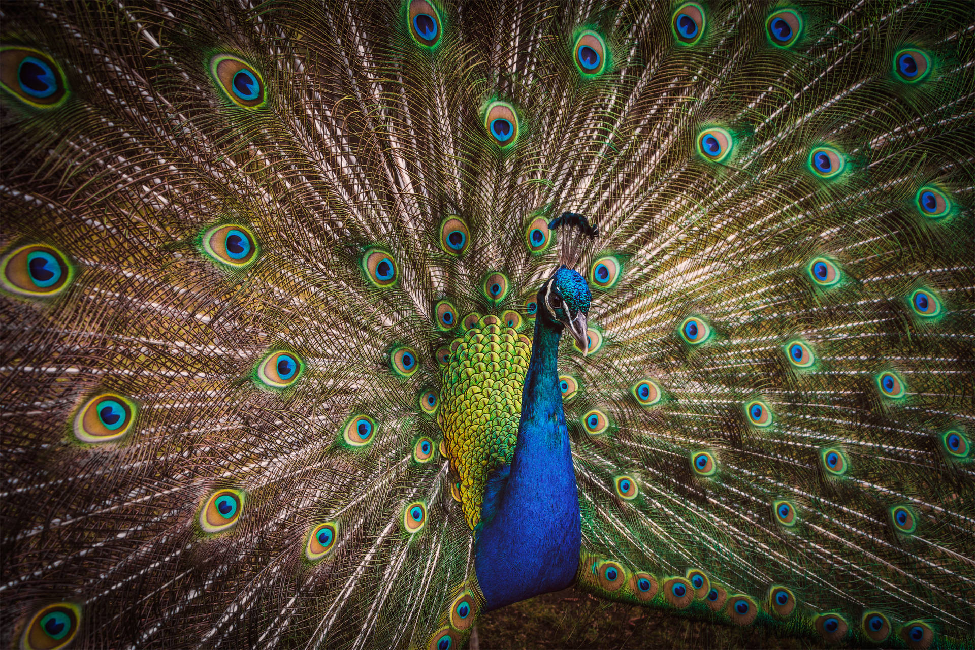 Peacock Bird Trail Wallpaper