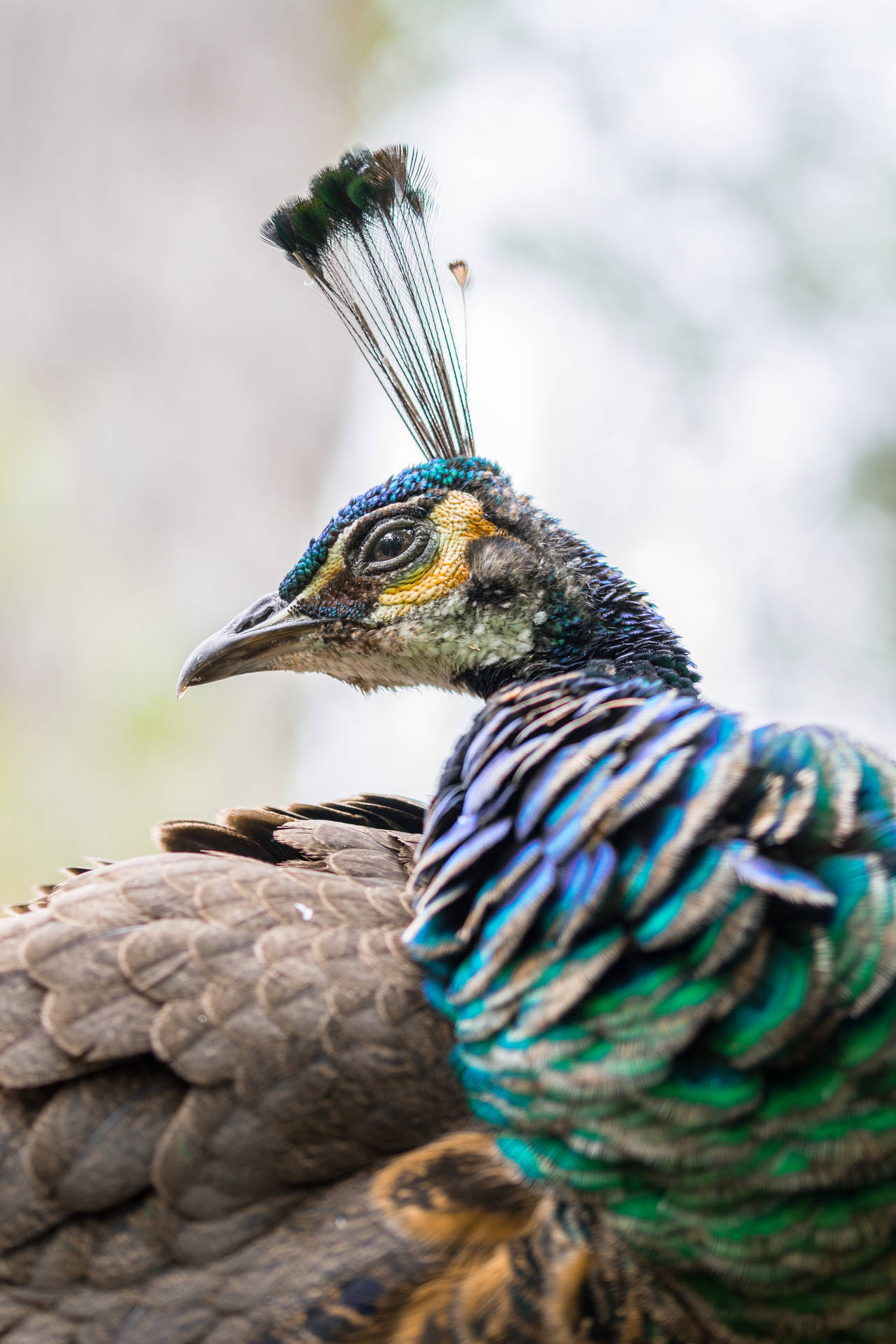 Peacockclose-up - Increíble Animal. Fondo de pantalla