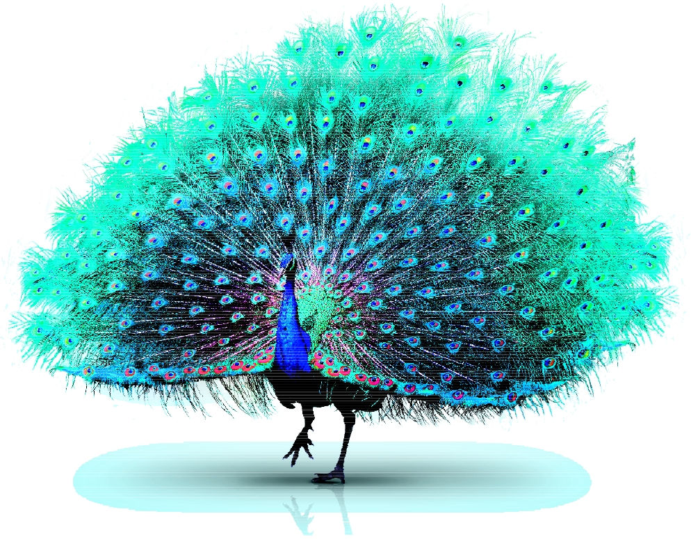 Peacock Displaying Plumage PNG