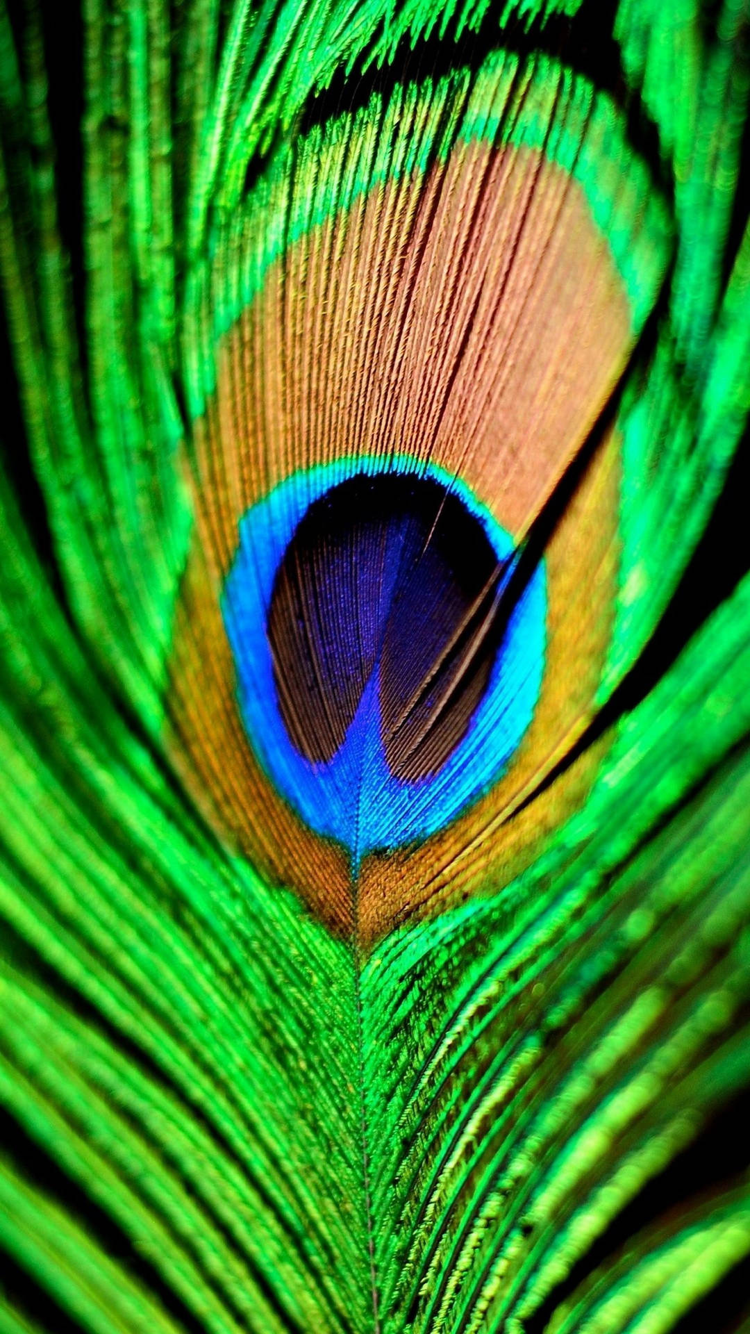 Peacock Feather Cell Phone Image Background