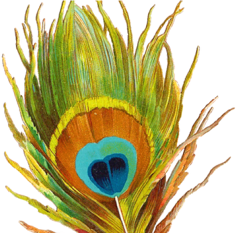 Peacock Feather Close Up PNG