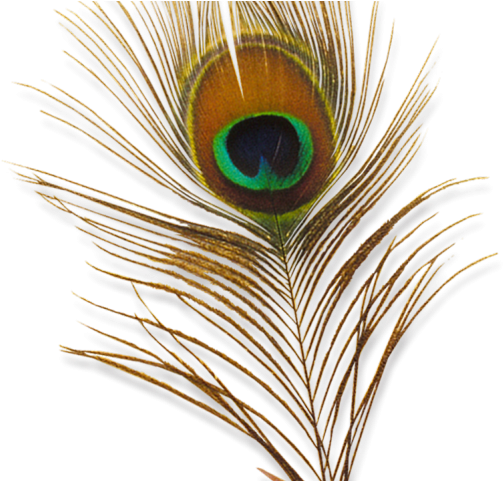 Peacock Feather Closeup PNG