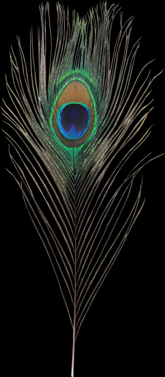 Peacock Feather Elegance.jpg PNG