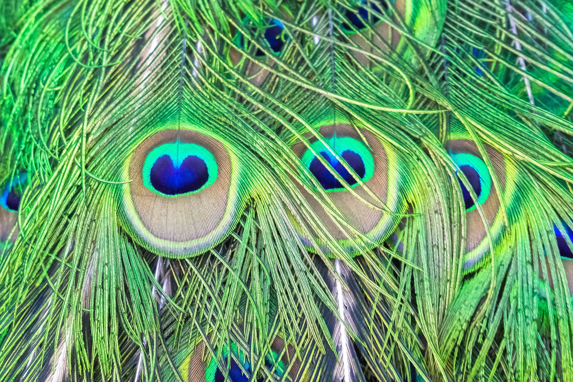 Peacock Feather Eye Spot Wallpaper