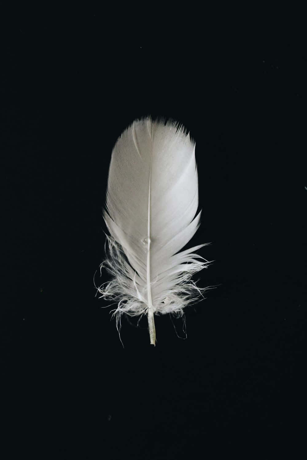 The Elegance of a Peacock Feather