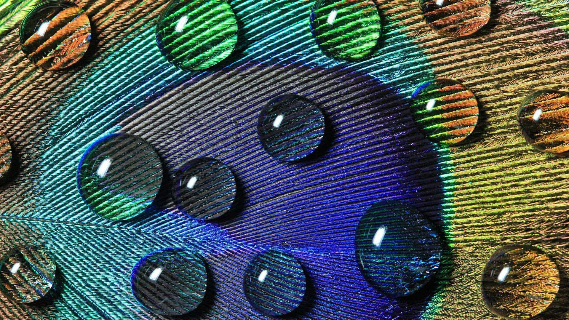 Peacock feather showing its vibrant colors