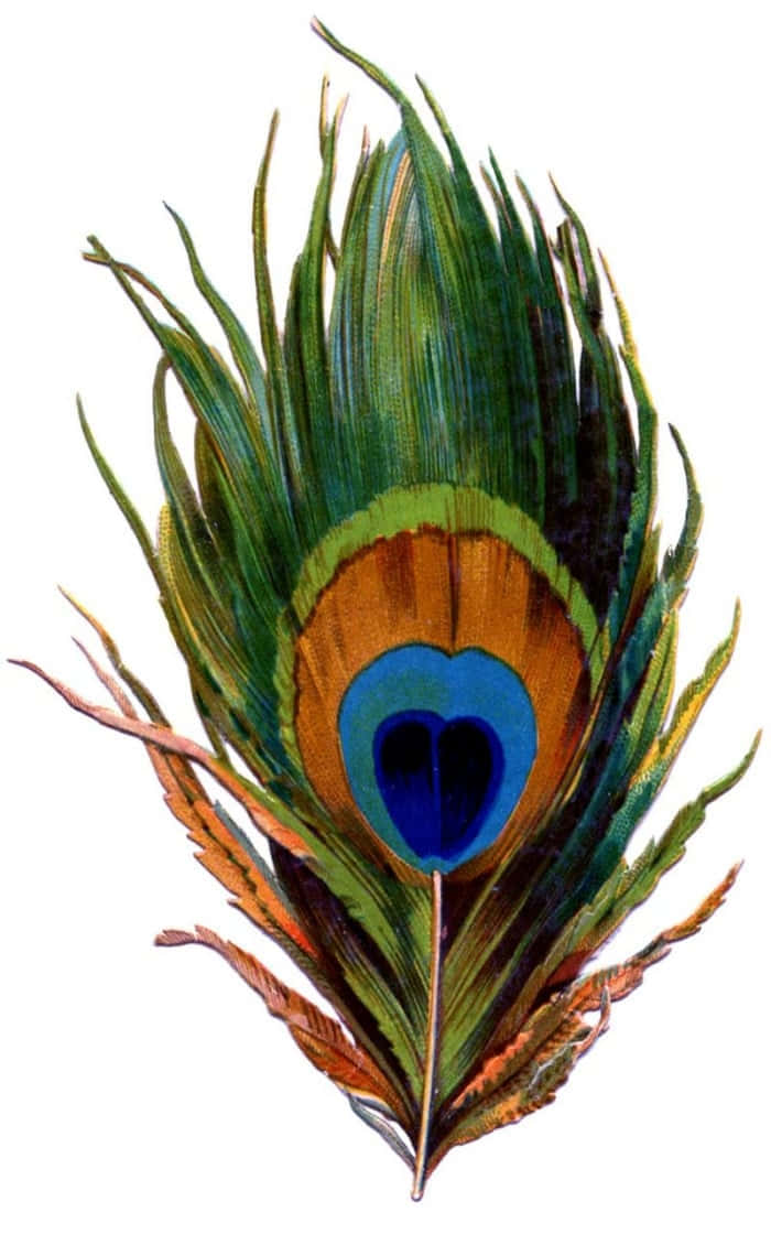 Peacock Feather - A Colorful Feather With A Heart