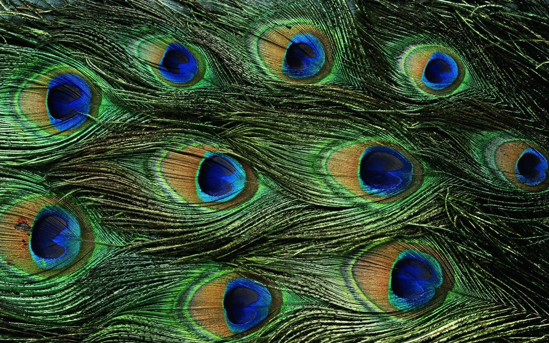 Close-up of peafowl feather
