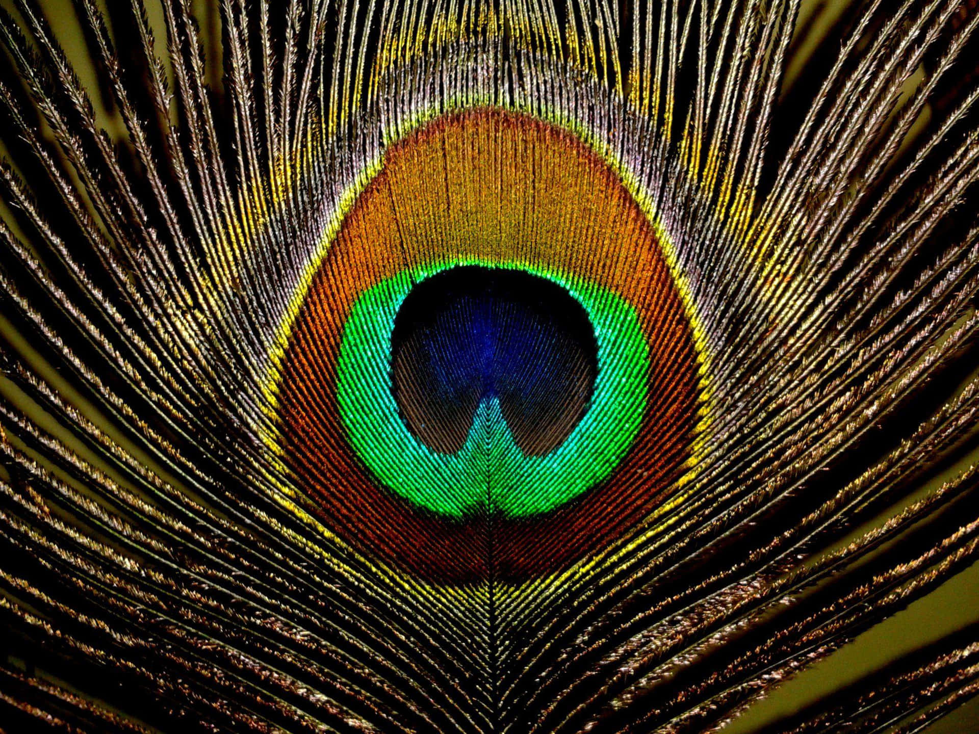 A beautiful peacock feather showing bright colours