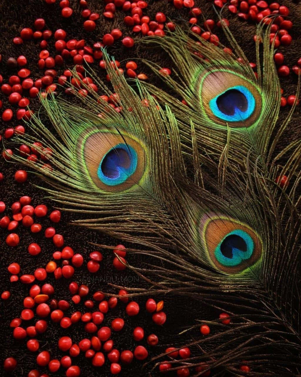 Download Peacock Feather Pictures 1024 x 1280 
