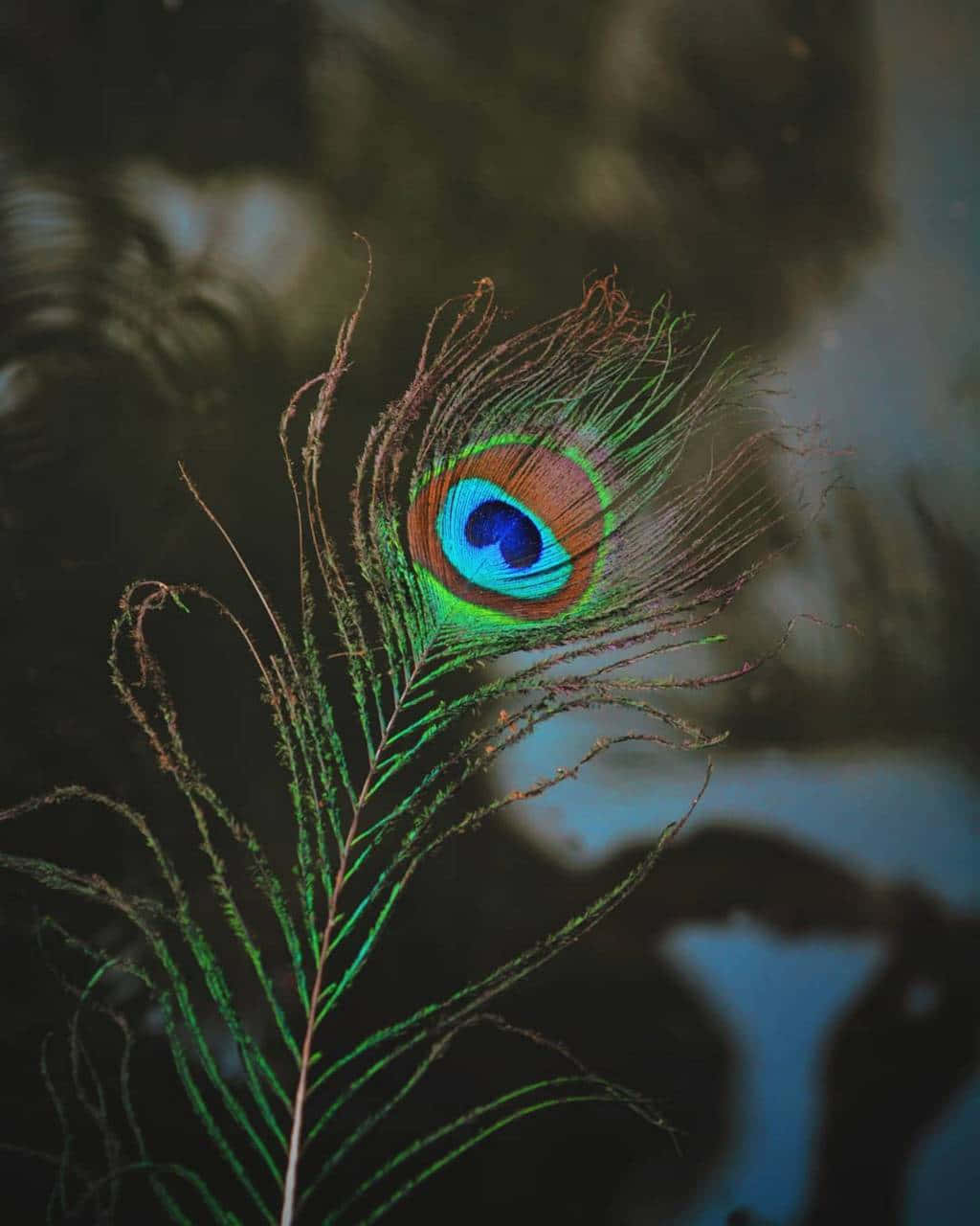Peacock Feather HD Wallpapers APK for Android Download