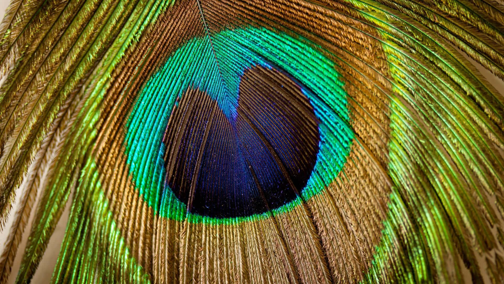 A beautiful peacock feather with intricate shades of blues and greens.