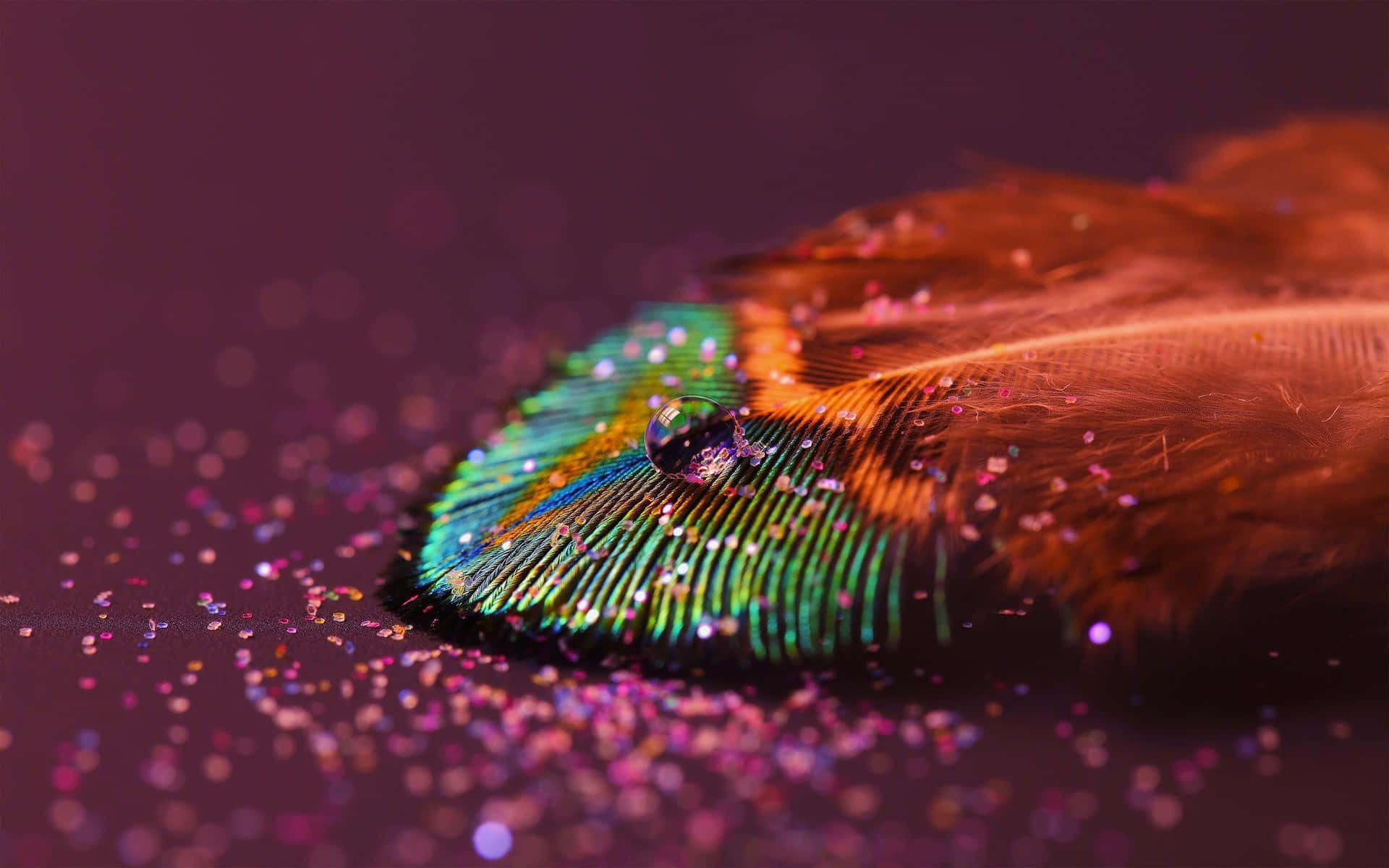 Brightly Colored Peacock Feather