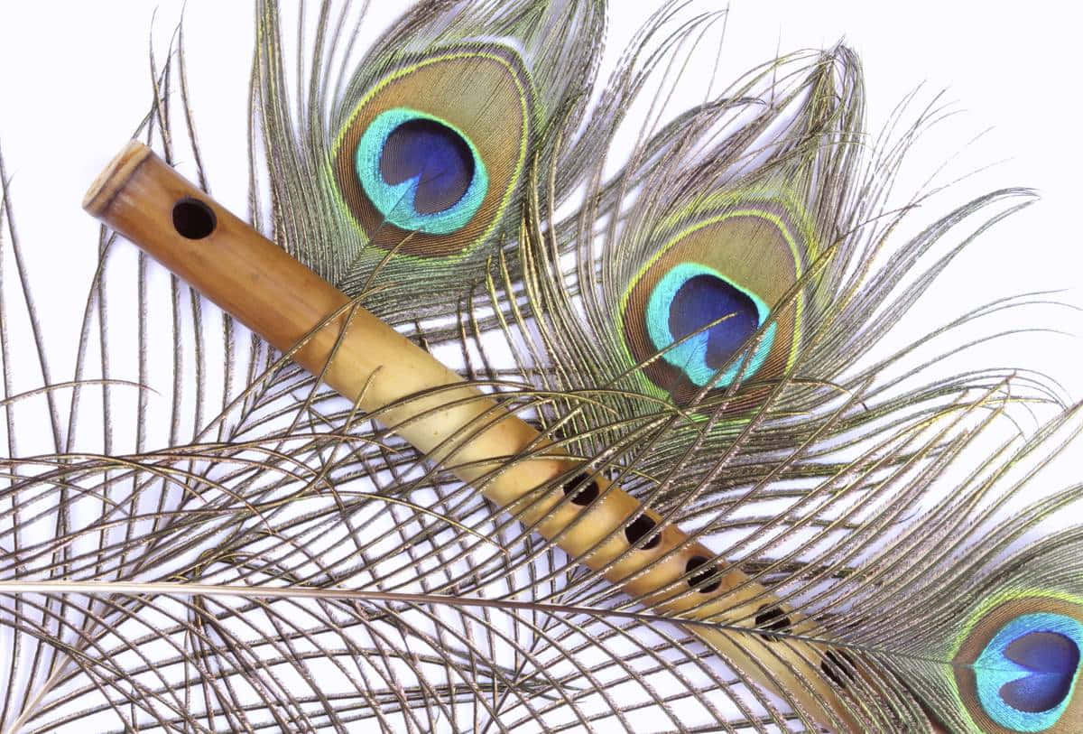 Image  A brightly colored Peacock Feather