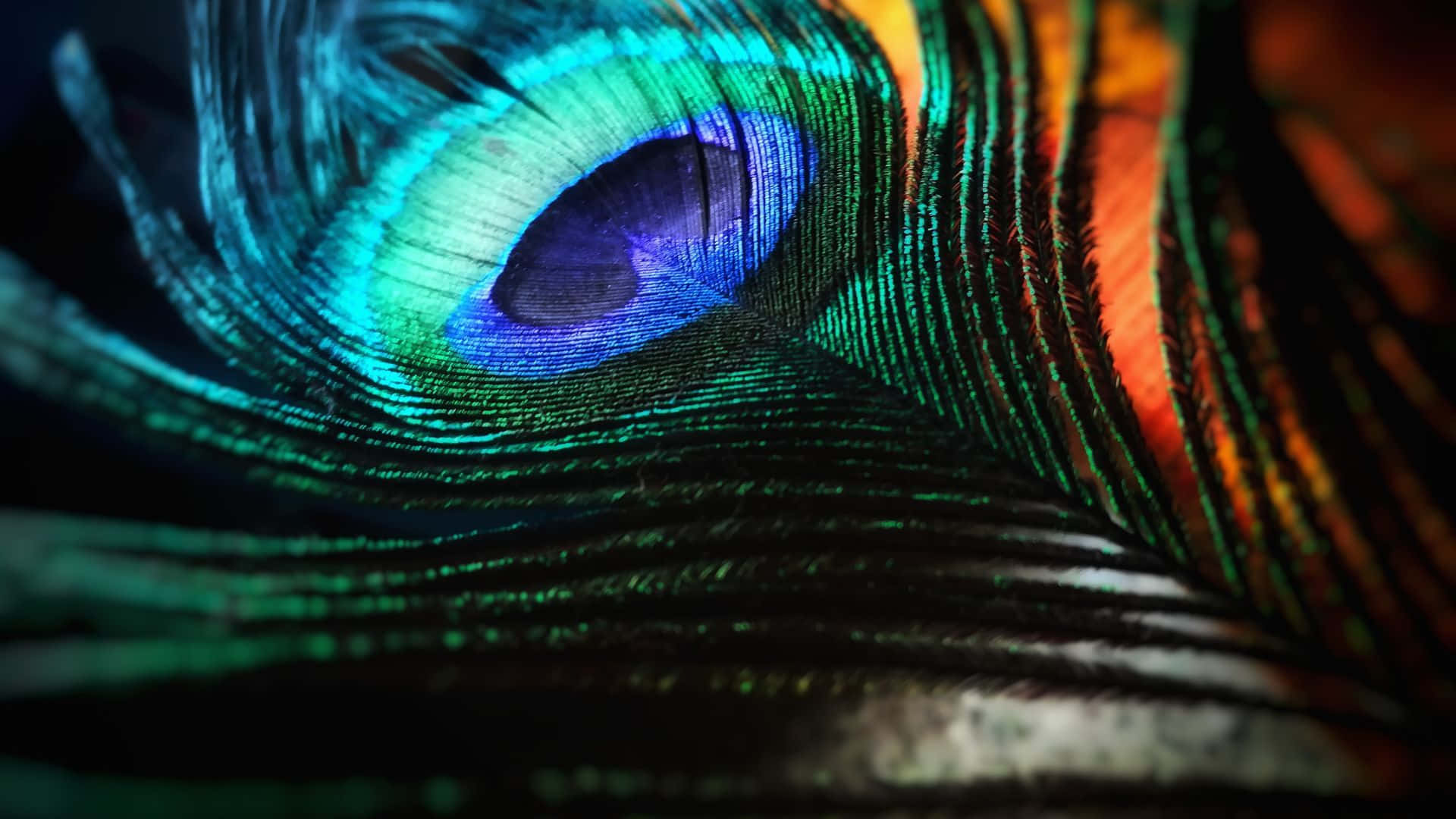 Peacock feather texture mobile wallpaper, | Free Photo - rawpixel