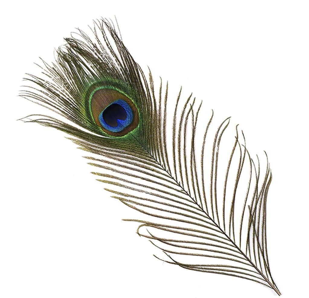 A beautiful peacock feather with vibrant colors