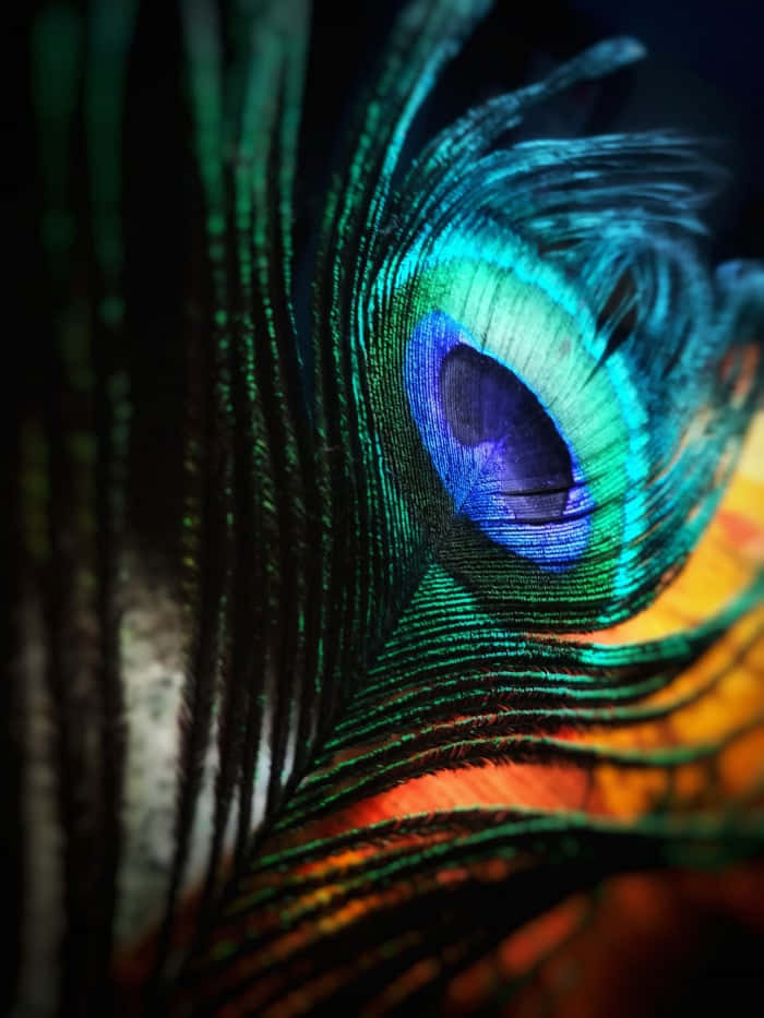 "Stunning Peacock Feather Showing Its Impeccable Colors"