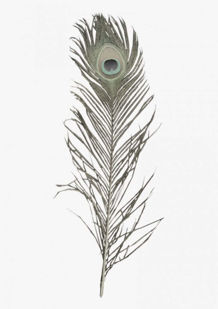 Page 14  Peacock Feather Drawing Images  Free Download on Freepik