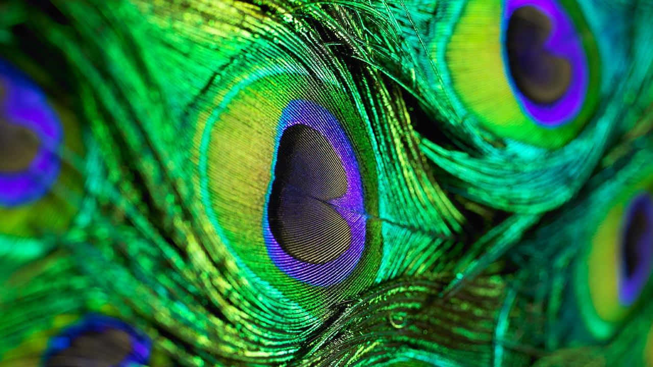 Peacock Feathers In Green And Blue