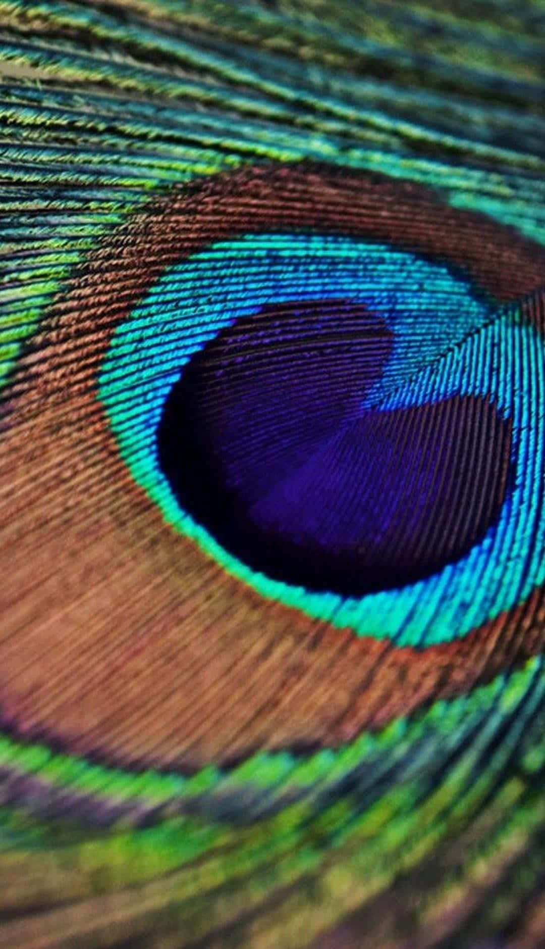 A vibrant peacock feather showcasing its unique pattern
