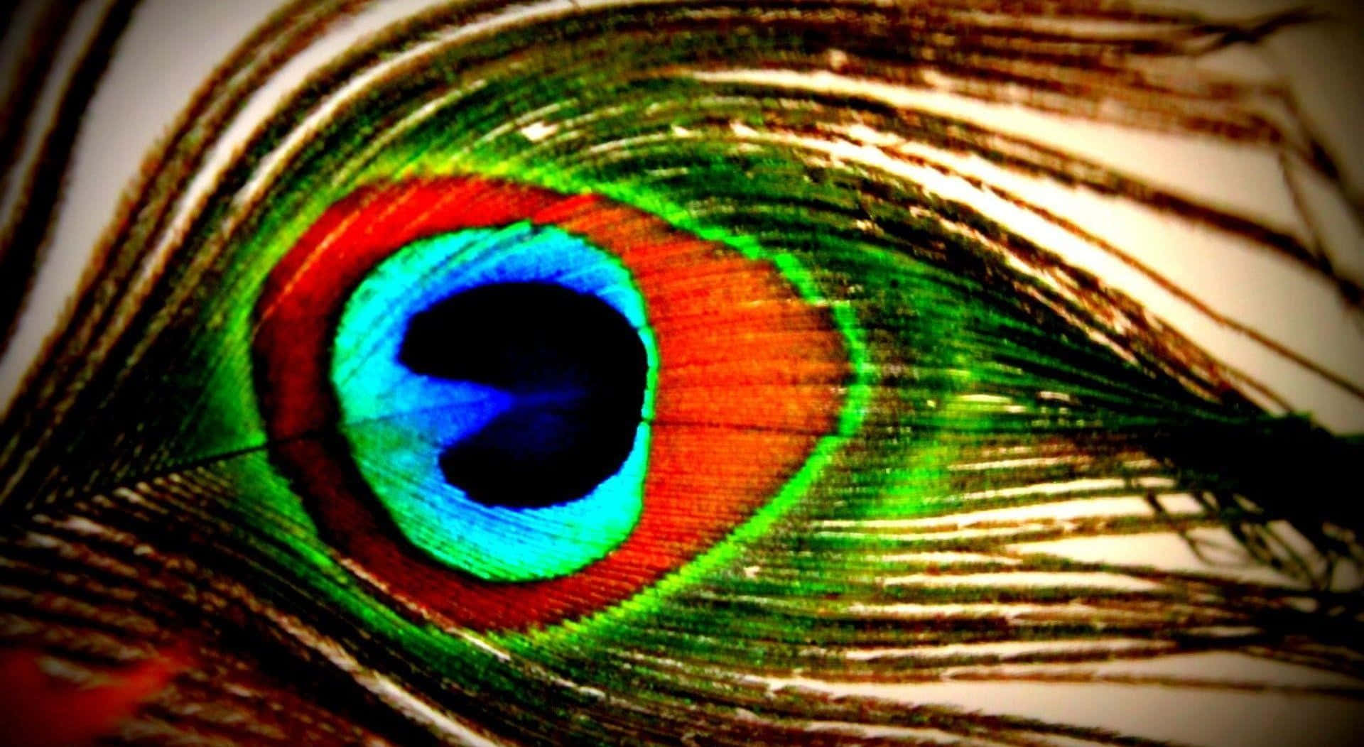 peacock feather desktop background